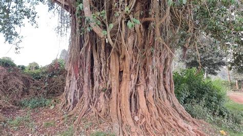 image of mugumo tree.